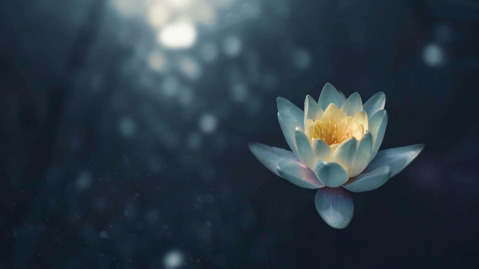 Fleur de lotus sur fond onirique